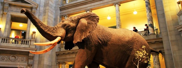 museu-historia-natural-new-york-elefante-diorama
