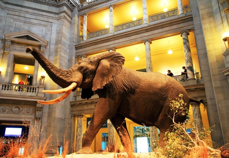 Diorama; Museu de História Natural de Nova Iorque, EUA.